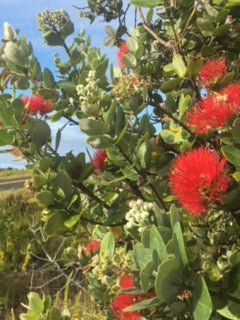 Lehua Honey