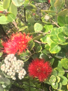 Lehua Honey